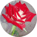Rehman Ullah profile picture